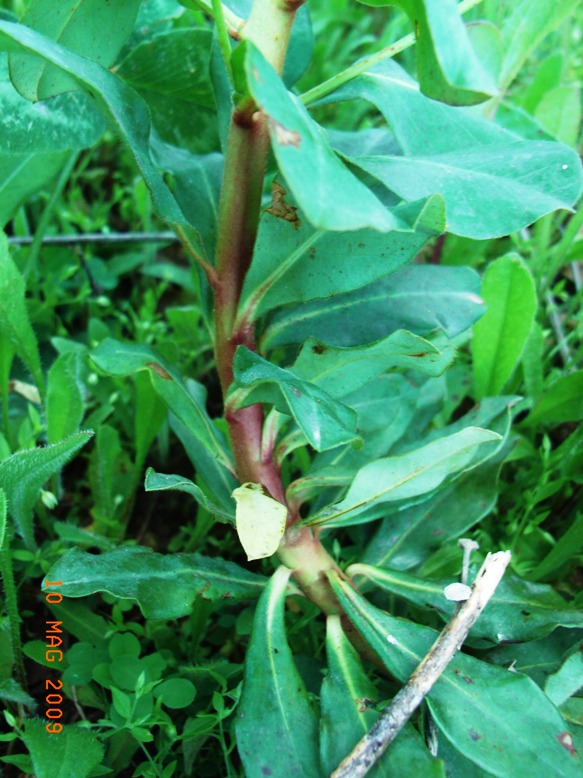 Euphorbia amygdaloides